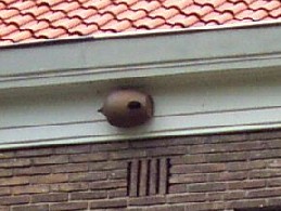nestpotwpijperstr.jpg
